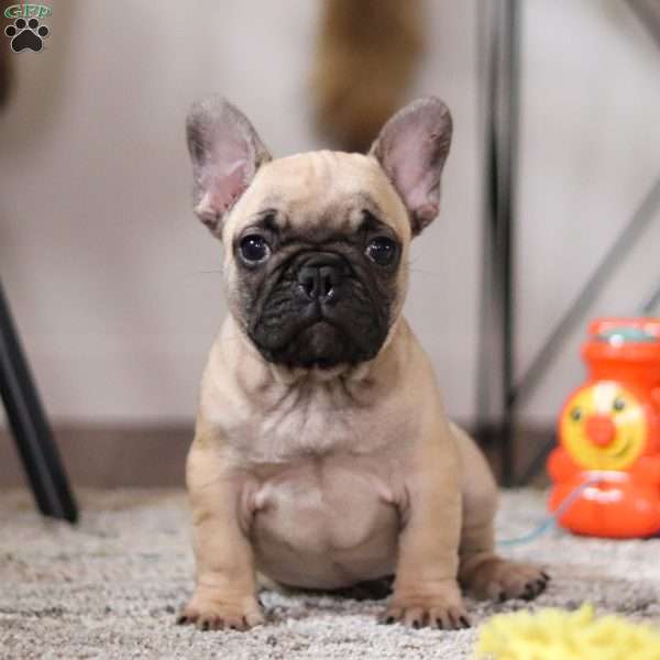 Grover, French Bulldog Puppy